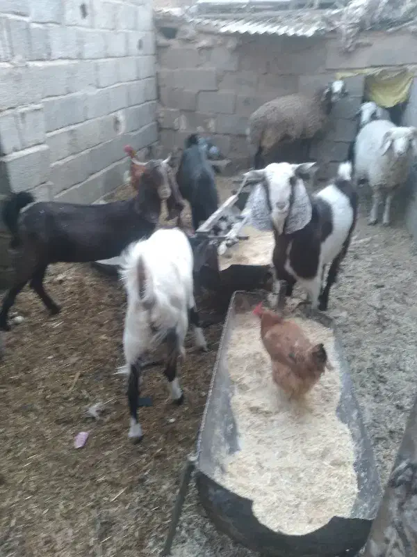 بره نر|حیوانات مزرعه|ماهان, |دیوار