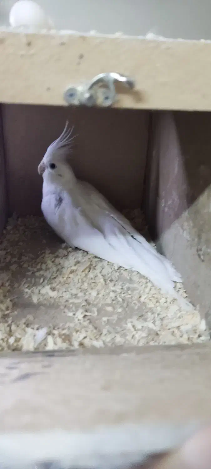 جفت مولد البینو و ماده تک|پرنده|تهران, تهرانسر غربی|دیوار