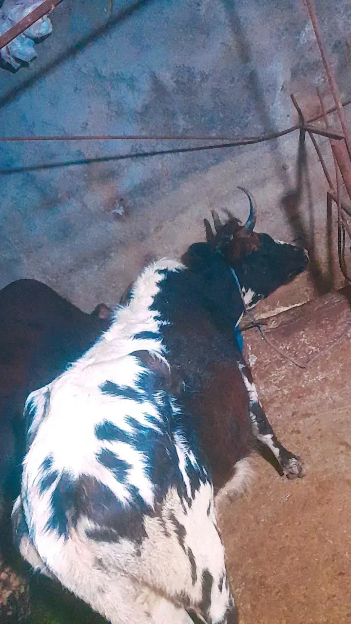 گاو محلی داشتی ۷ماه بالا ابستن تضمینی|حیوانات مزرعه|چالوس, |دیوار
