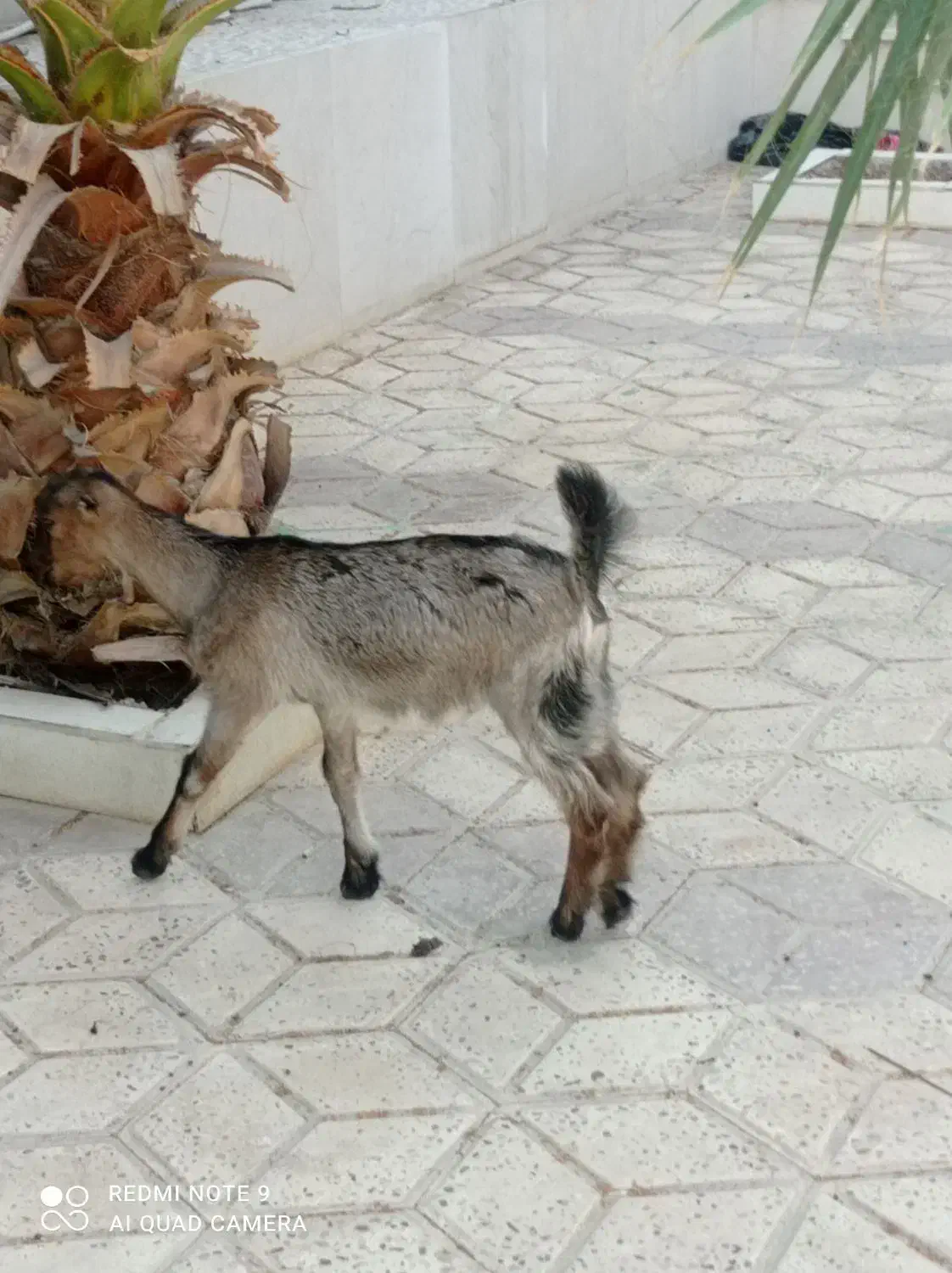 کهره ماده|حیوانات مزرعه|چغادک, |دیوار