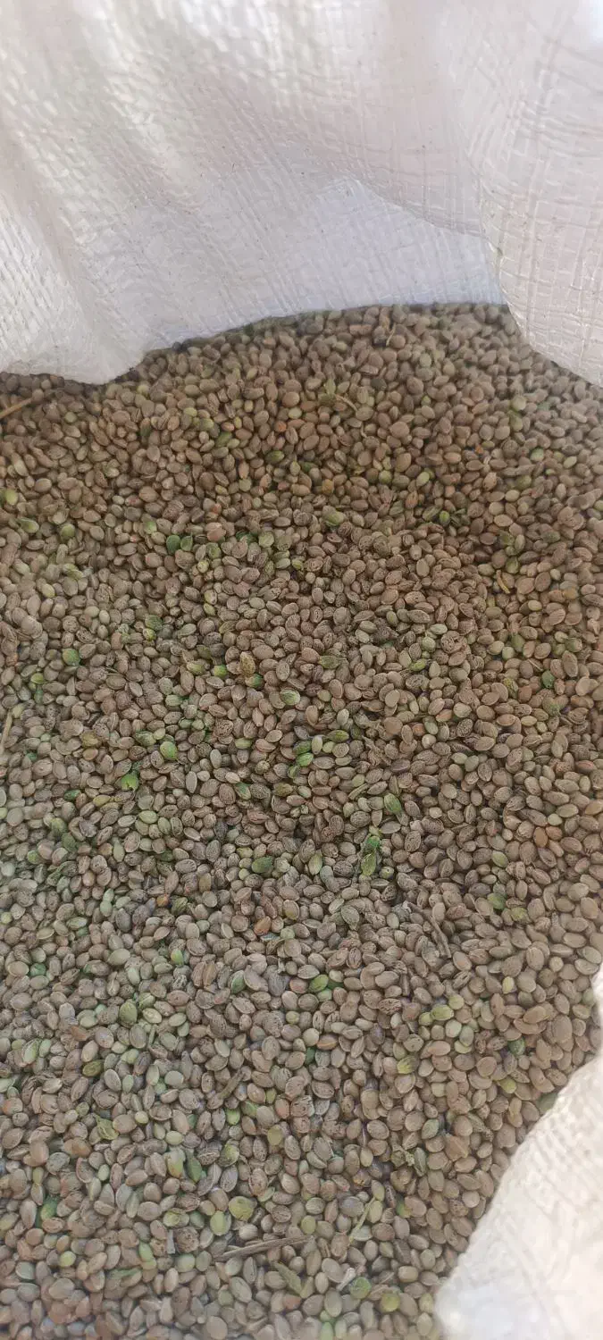 شادونه تازه کیلویی 250|خوردنی و آشامیدنی|داران, |دیوار