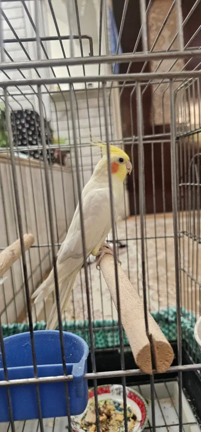 عروس هلندی نر|پرنده|فرخ‌شهر, |دیوار