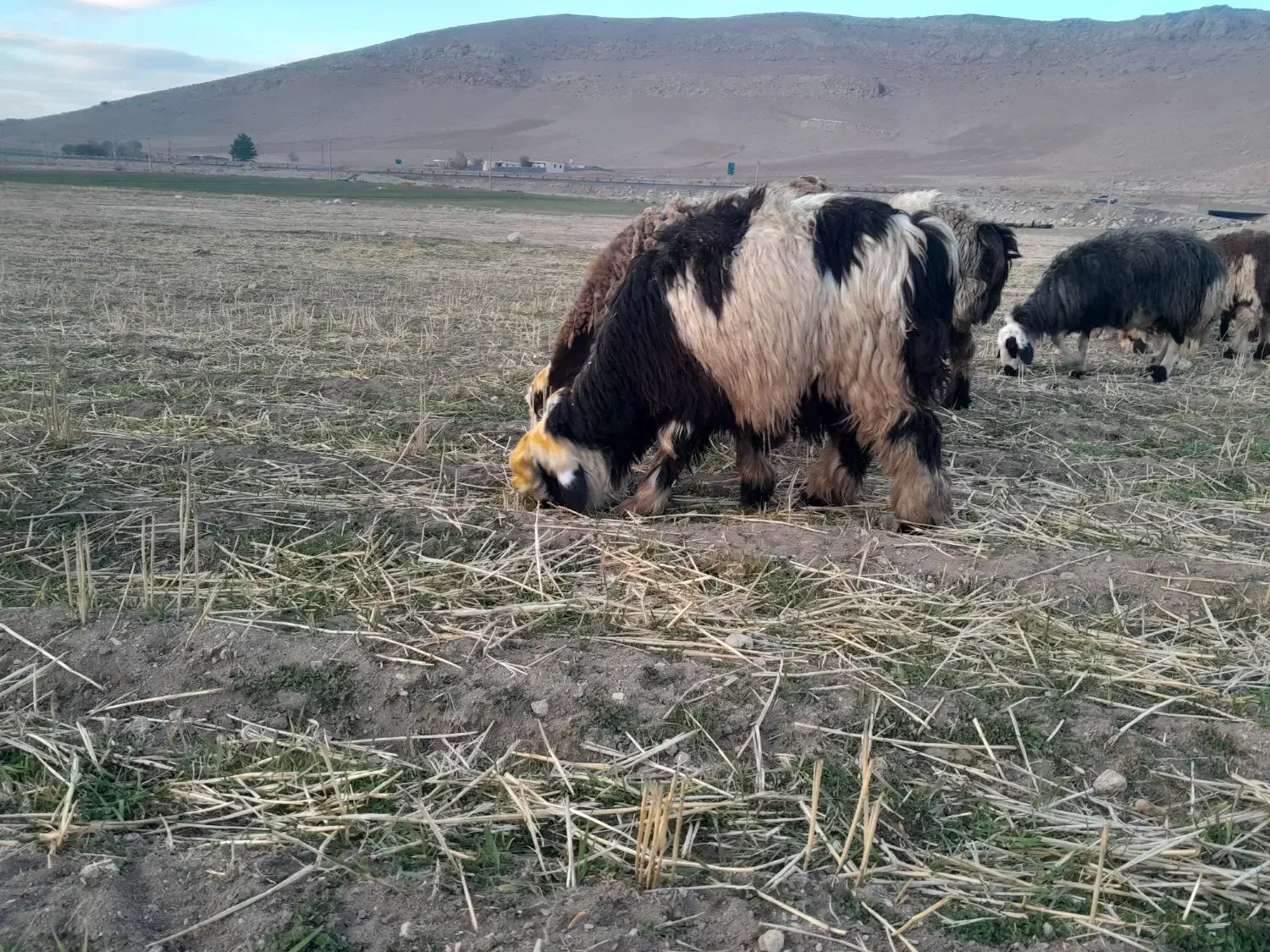 شیشک قوچ ،بره قوچ،میش وبره|حیوانات مزرعه|دورود, |دیوار