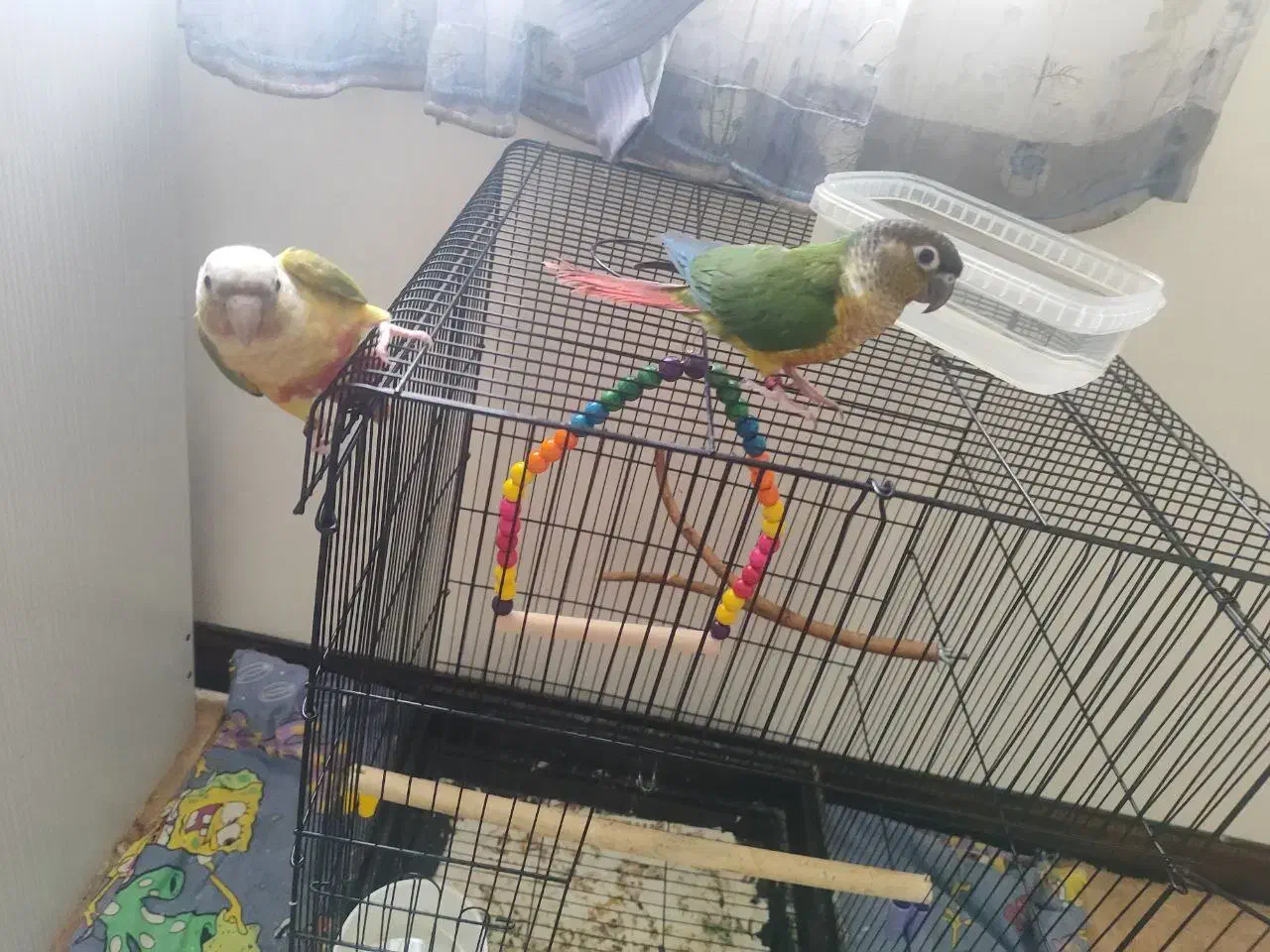 جفت گرینچیک|پرنده|فریدونشهر, |دیوار