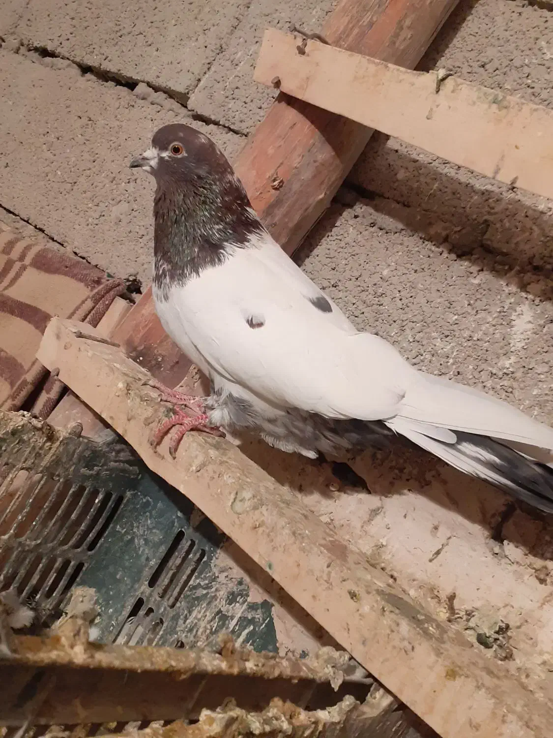 کبوتر کله دار|پرنده|همدان, |دیوار