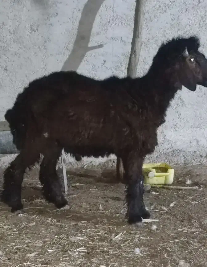 فروش قوچ ـ پازن ـ بز با کهره|حیوانات مزرعه|آبپخش, |دیوار