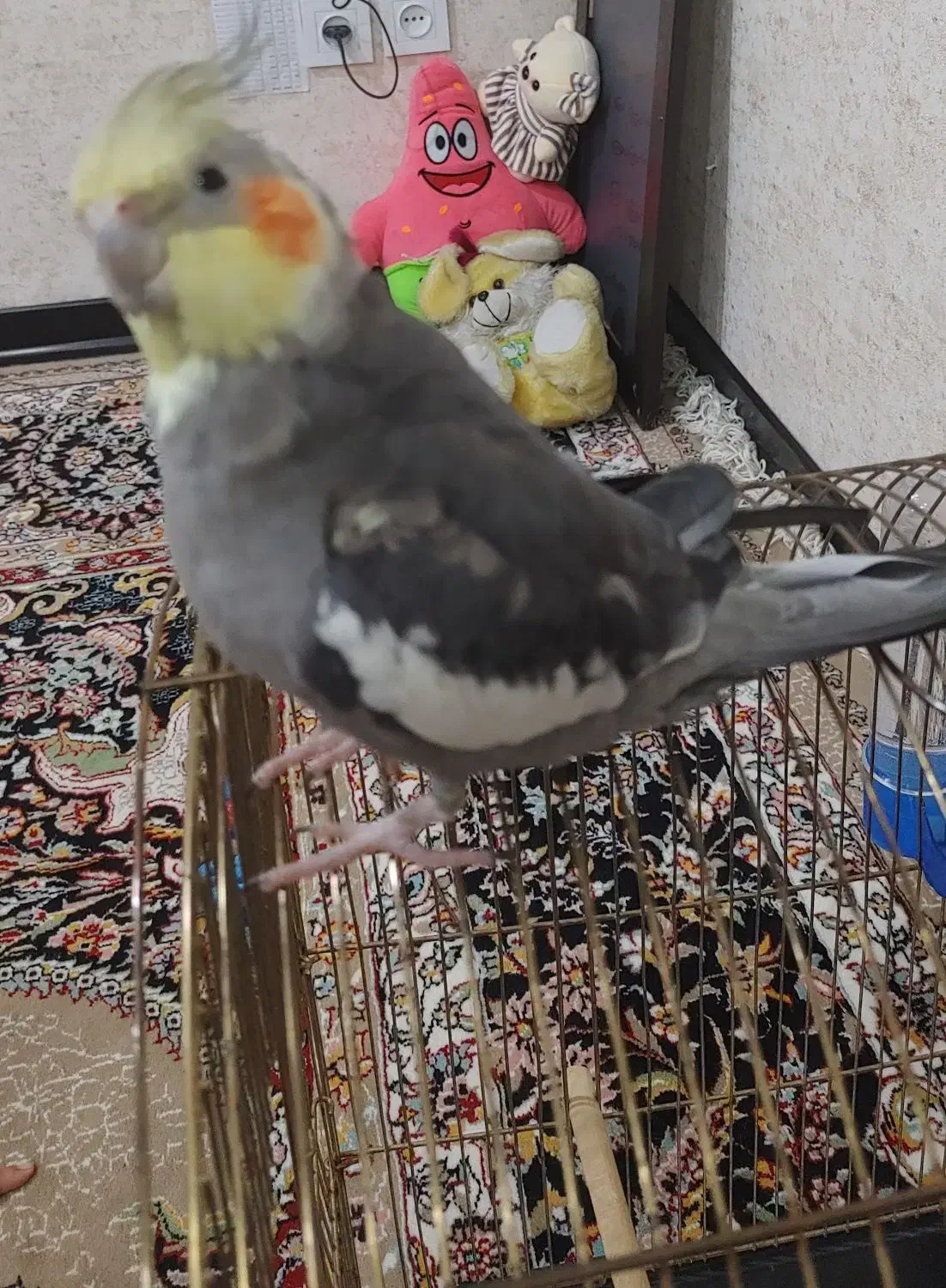 عروس هلندی باقفس|پرنده|نوشهر, |دیوار