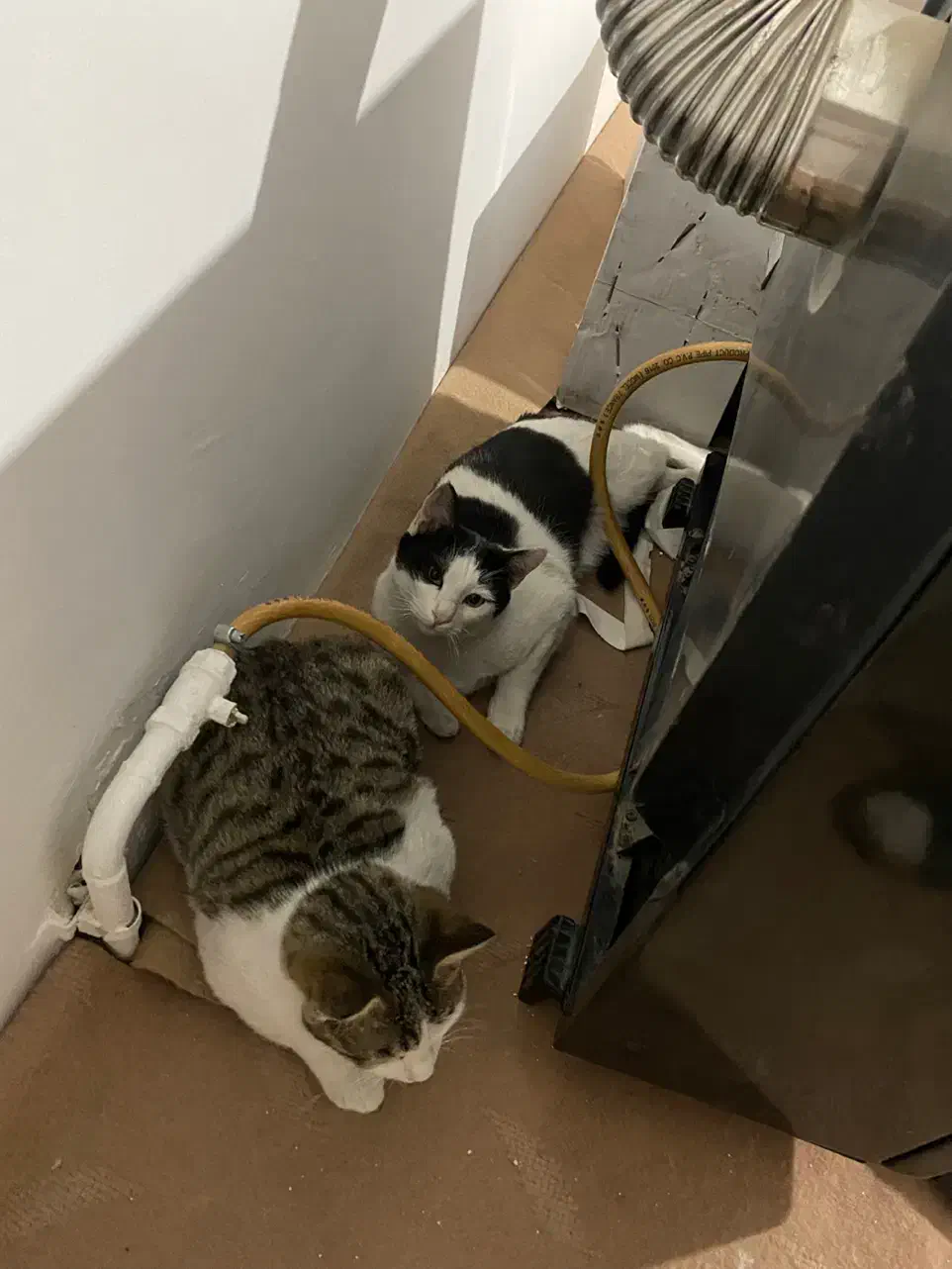 واگذاری گربه|گربه|نیشابور, شهرک فرهنگیان|دیوار