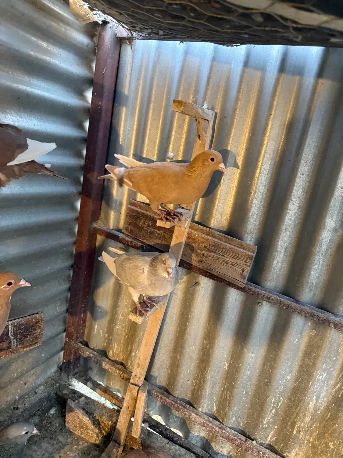 زرد پلنگ نقره ای پلنگ گلی پلنگ ماده|پرنده|کرمان, |دیوار