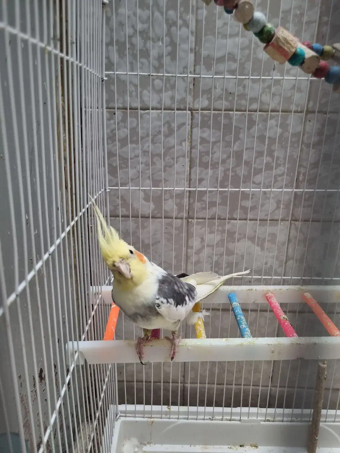 عروس های کاملا دستی|پرنده|قم, بکایی|دیوار