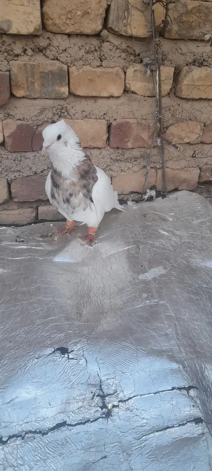 طوقی نر|پرنده|آباده, |دیوار