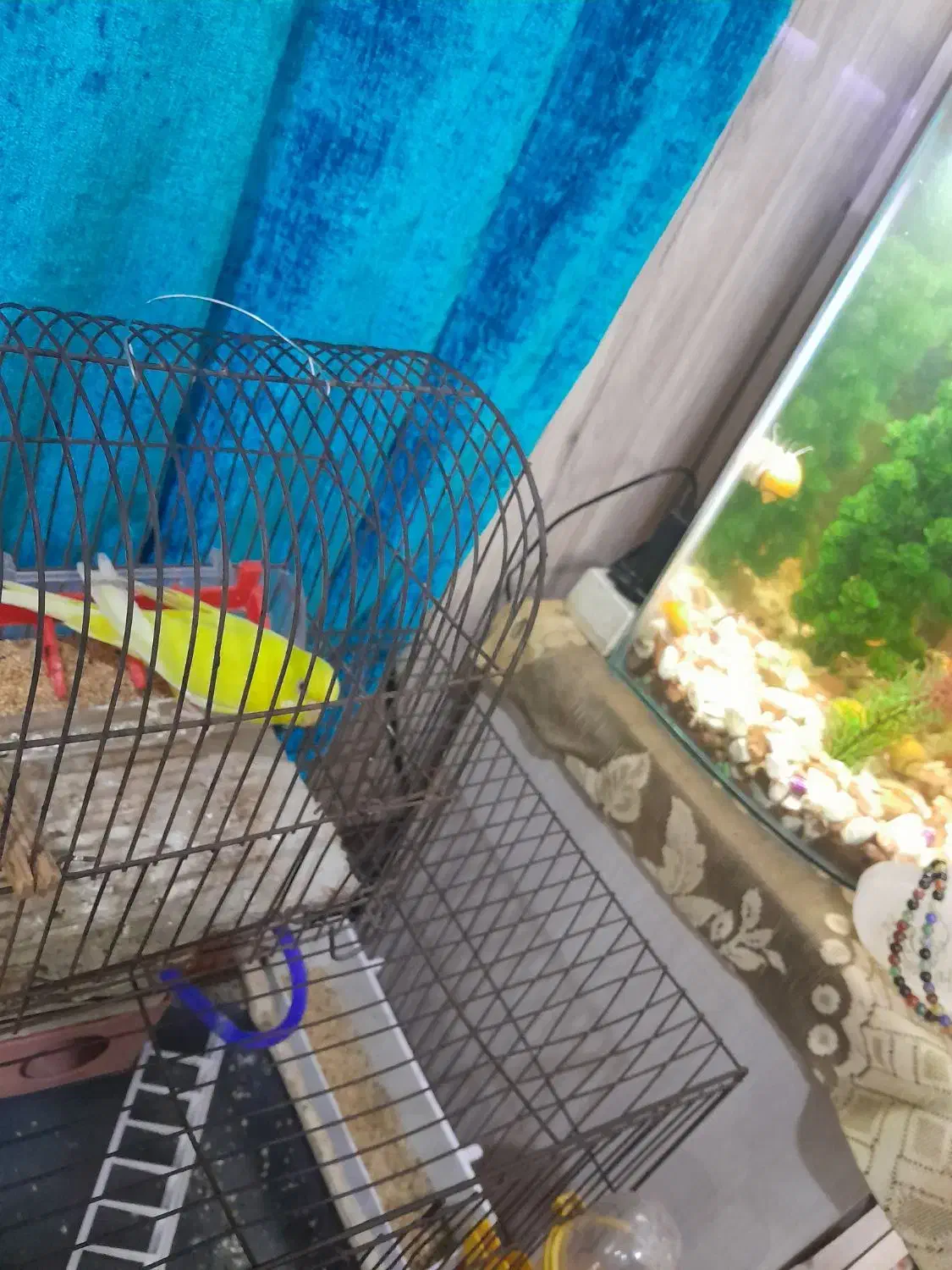 مرغ عشق|پرنده|آبادان, |دیوار