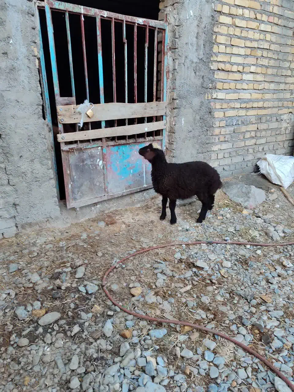 بره نر و ماده وبزغاله|حیوانات مزرعه|دلیجان, |دیوار