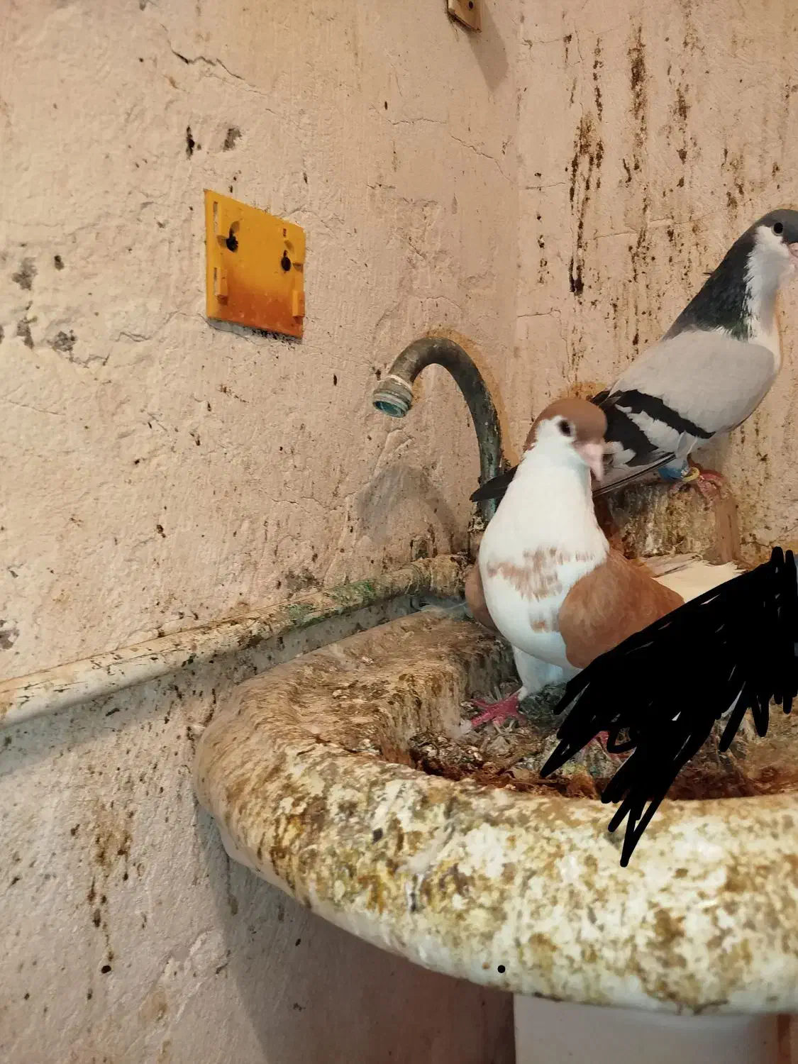 جفت شیرازی معاوضه با قناری بخون|پرنده|زرند, |دیوار