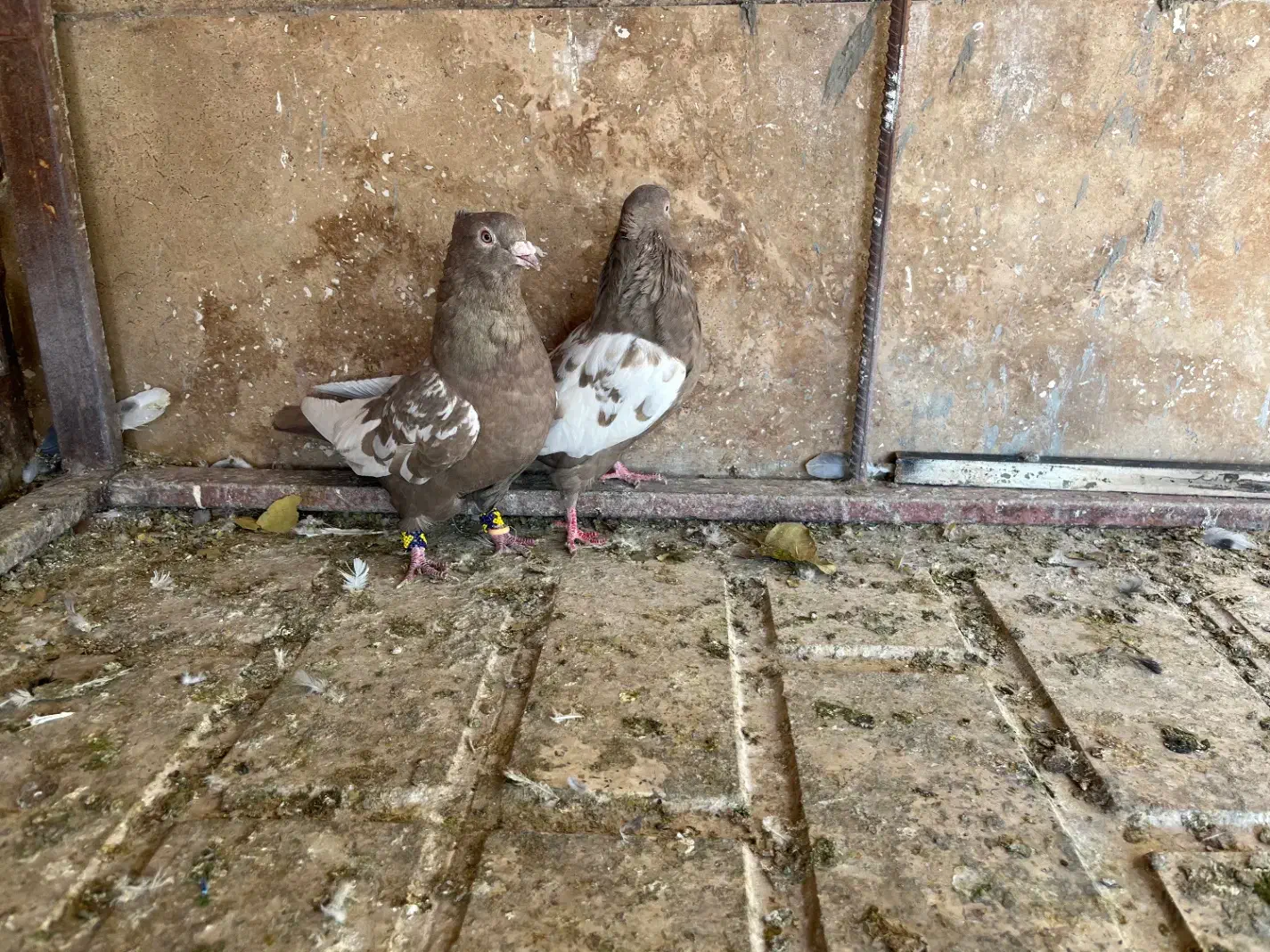 کبوتر|پرنده|شیراز, شهرک گلستان|دیوار