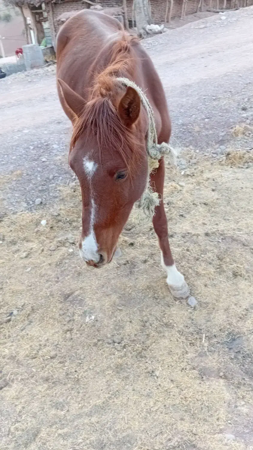 اسب نژاد دره شوری|اسب و تجهیزات اسبسواری|پاتاوه, |دیوار