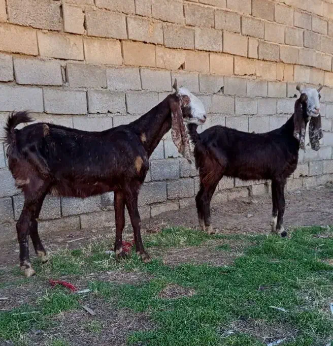 دو عدد بز پاکستانی آبستن|حیوانات مزرعه|گنبد کاووس, |دیوار