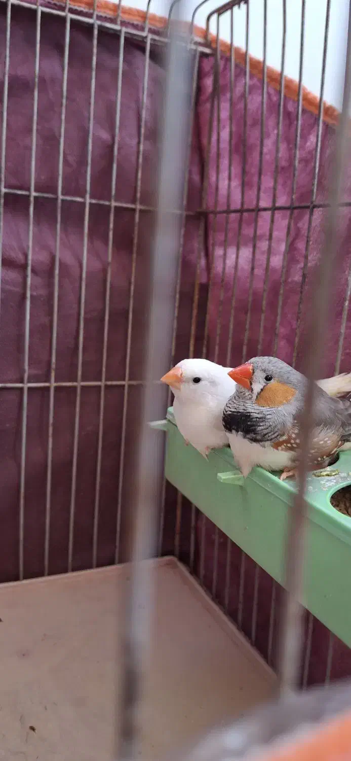 فنچ|پرنده|مرودشت, ثبت احوال|دیوار