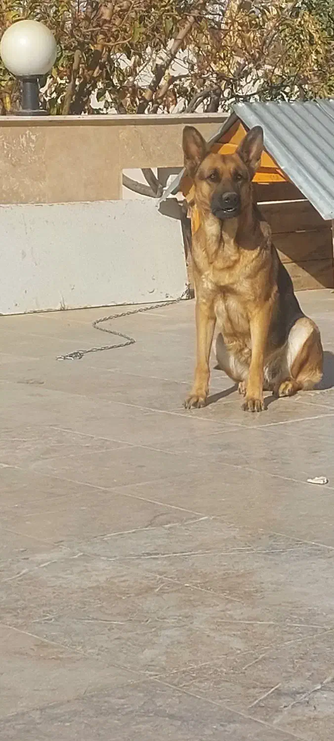 نژاد ژرمن|سگ|گلبهار, شهر جدید گلبهار|دیوار