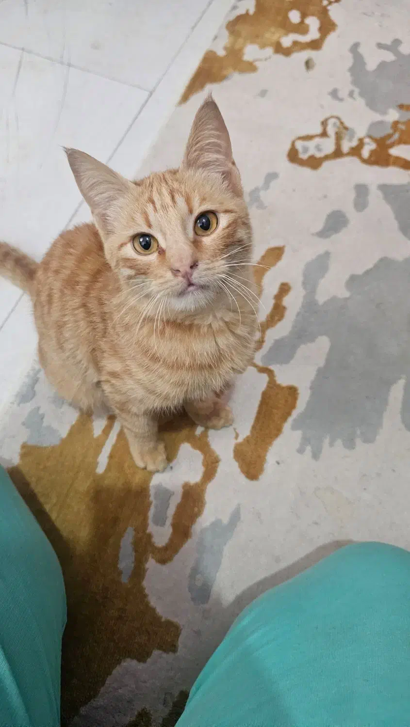 واگذاری رایگان گربه DSH|گربه|بابل, |دیوار