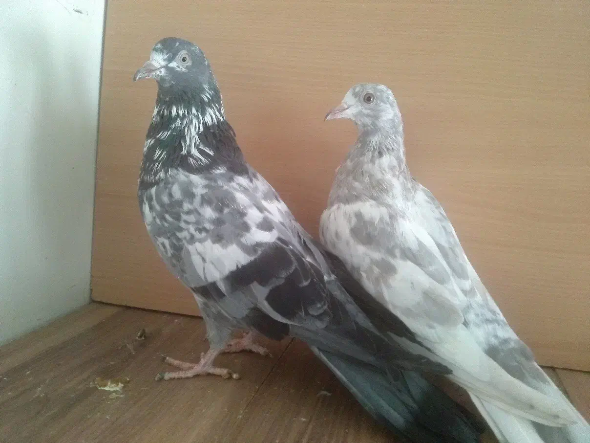 جوجه مفلق خارجی از پدر و مادرهای  پرشی|پرنده|تهران, والفجر (افسریه)|دیوار