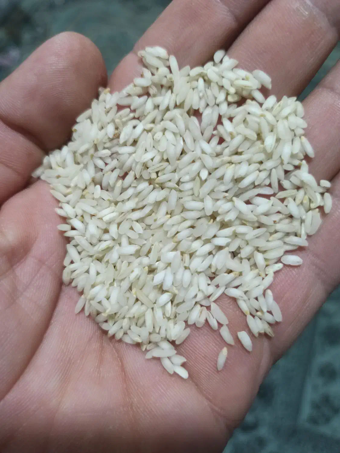 برنج عنبر خوزستان|خوردنی و آشامیدنی|حمیدیا, |دیوار