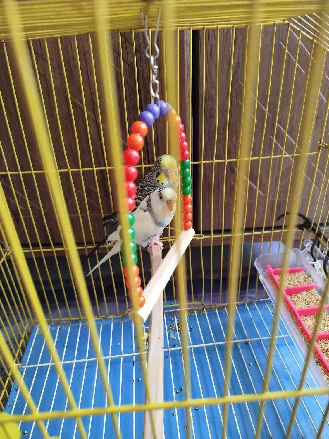 یک جفت|پرنده|ایلام, |دیوار