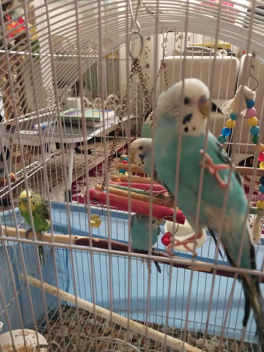 مرغ عشق|پرنده|سهند, |دیوار