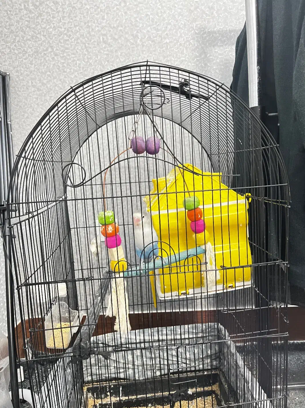 کوتوله برزیلی|پرنده|قم, شاه سید علی|دیوار