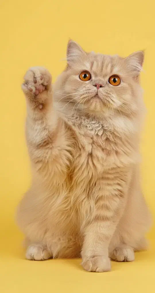 گربه نژاد دار|گربه|گلستان (تهران), |دیوار