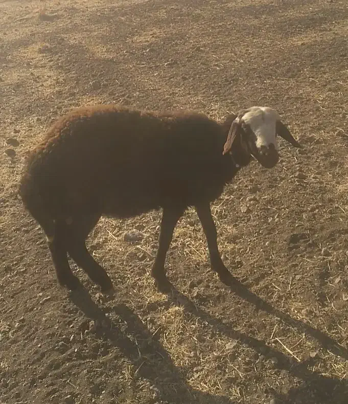 بره قوچ|حیوانات مزرعه|زاغه, |دیوار