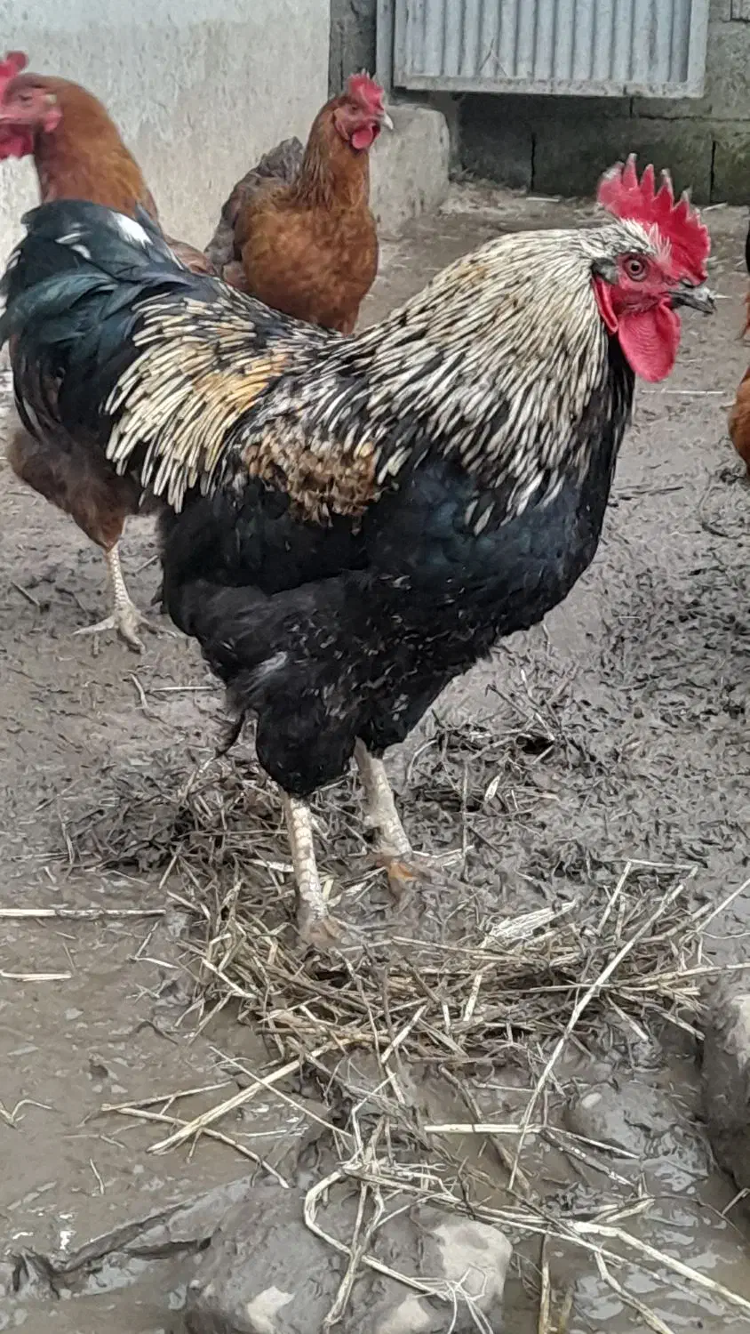 خروس|حیوانات مزرعه|رشت, بازار|دیوار