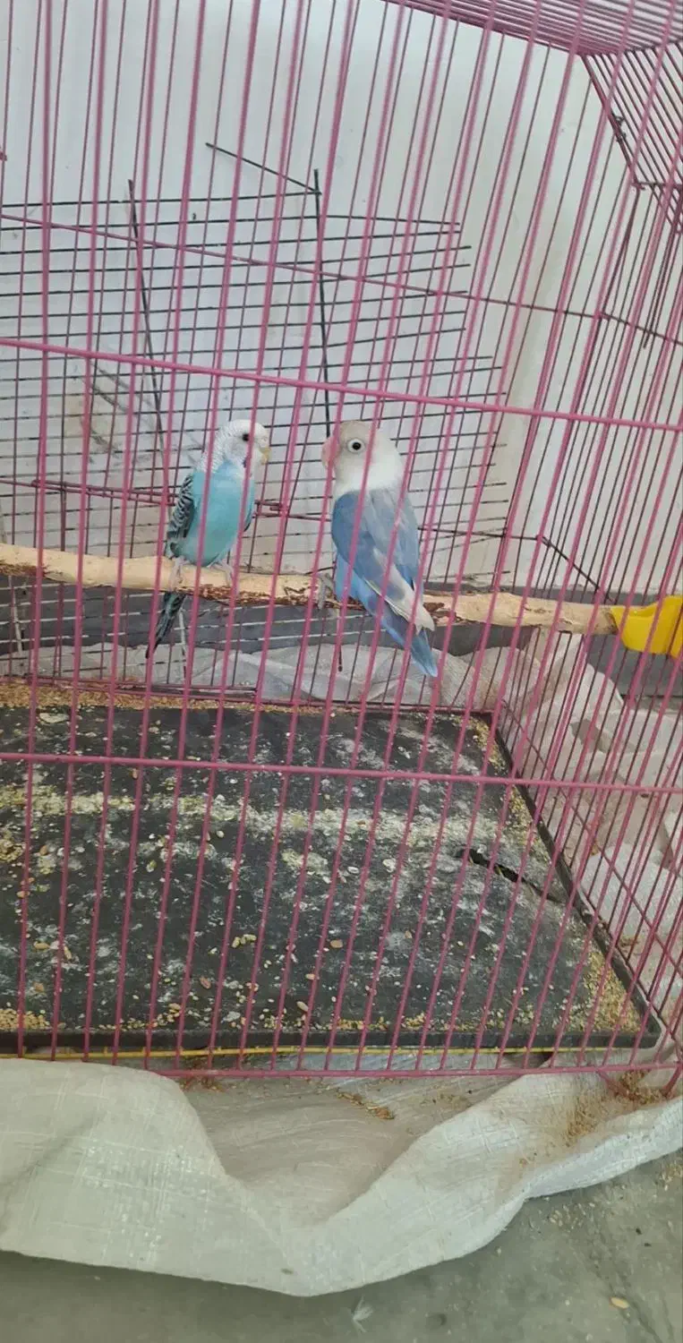 طوطی کتوله|پرنده|جیرفت, |دیوار