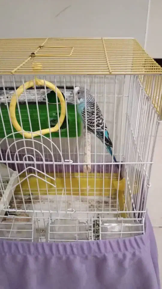 مرغ عشق آبی|پرنده|مشکیندشت, |دیوار