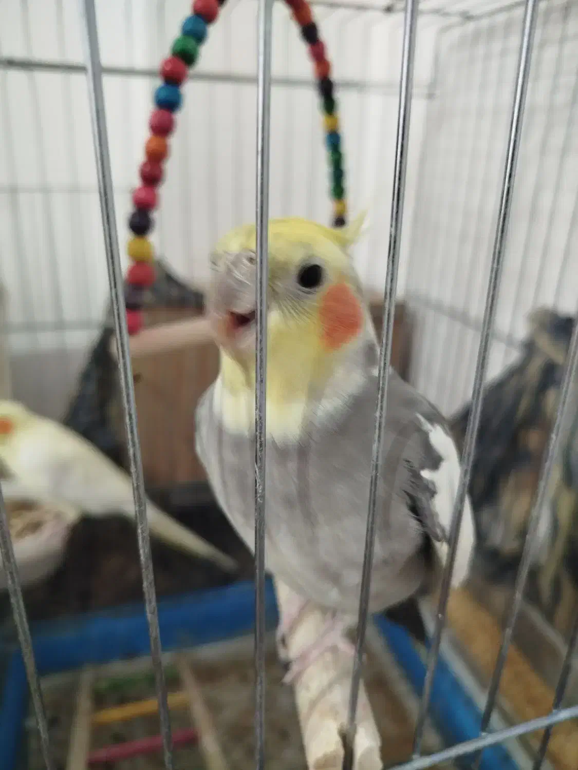 عروس هلندی و مرغ عشق|پرنده|برخوار, |دیوار