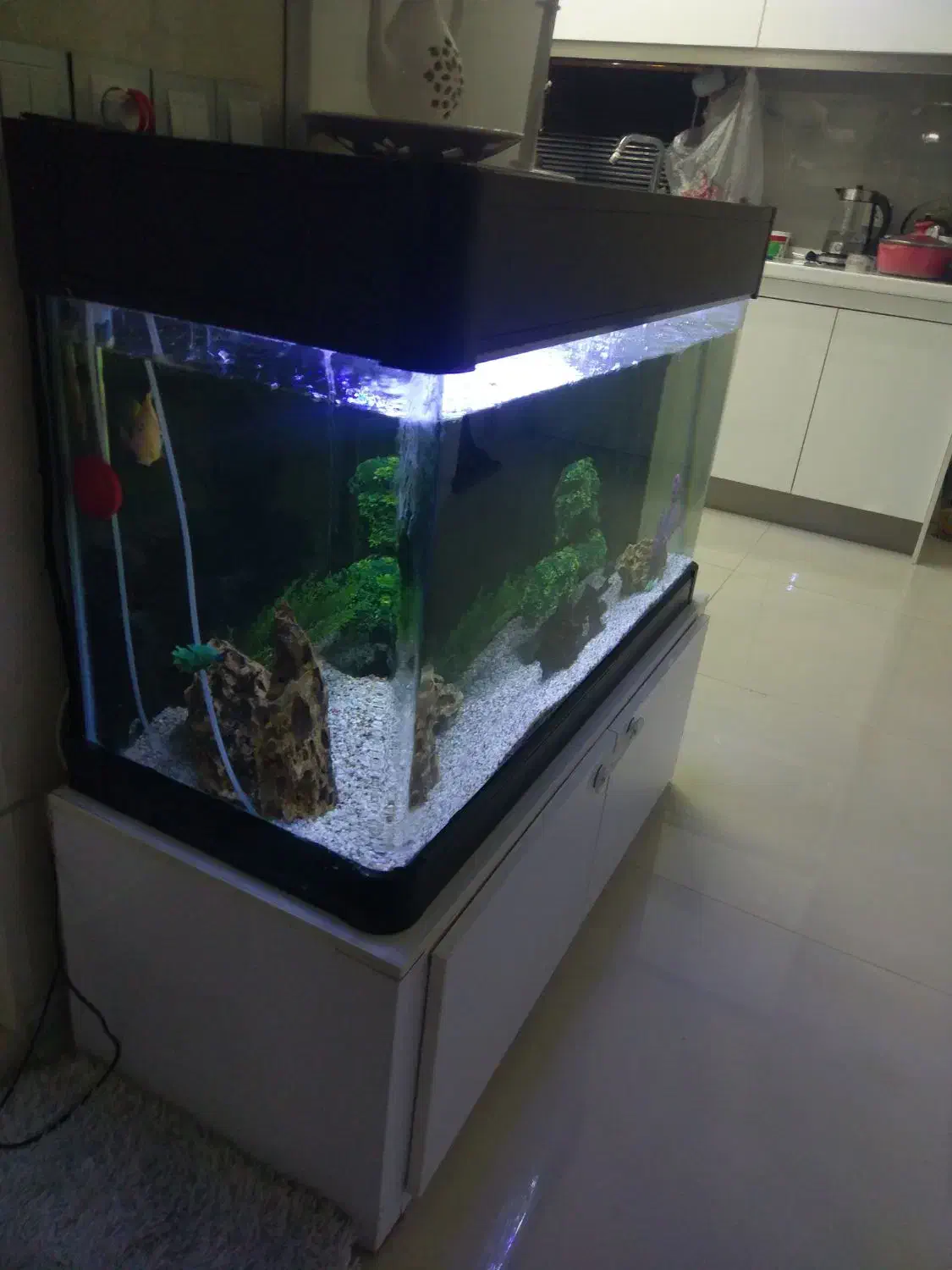 آکواریوم|ماهی|فولادشهر, A2|دیوار