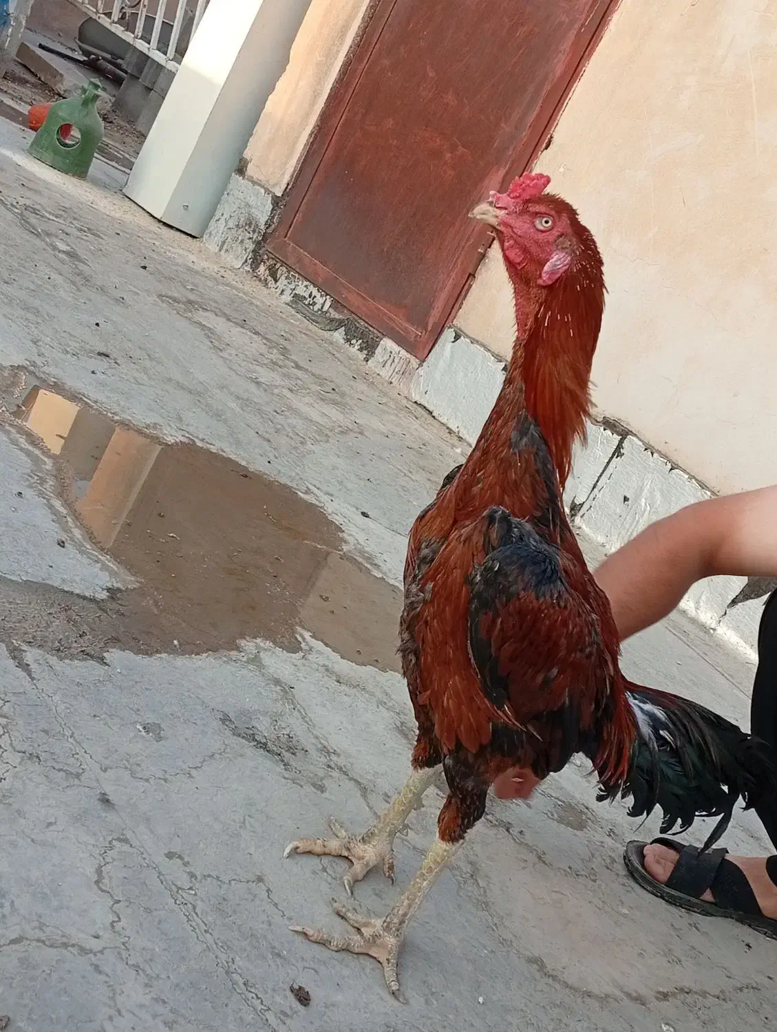 خروس لاری|حیوانات مزرعه|سرپل ذهاب, |دیوار