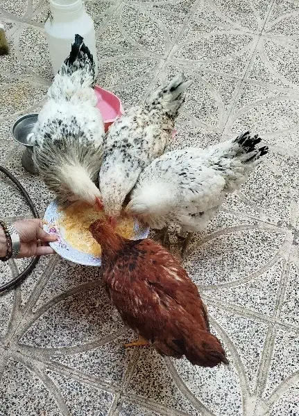 ۴عدد مرغ ویروس سالم و سرحال|حیوانات مزرعه|کرج, حصارک بالا|دیوار