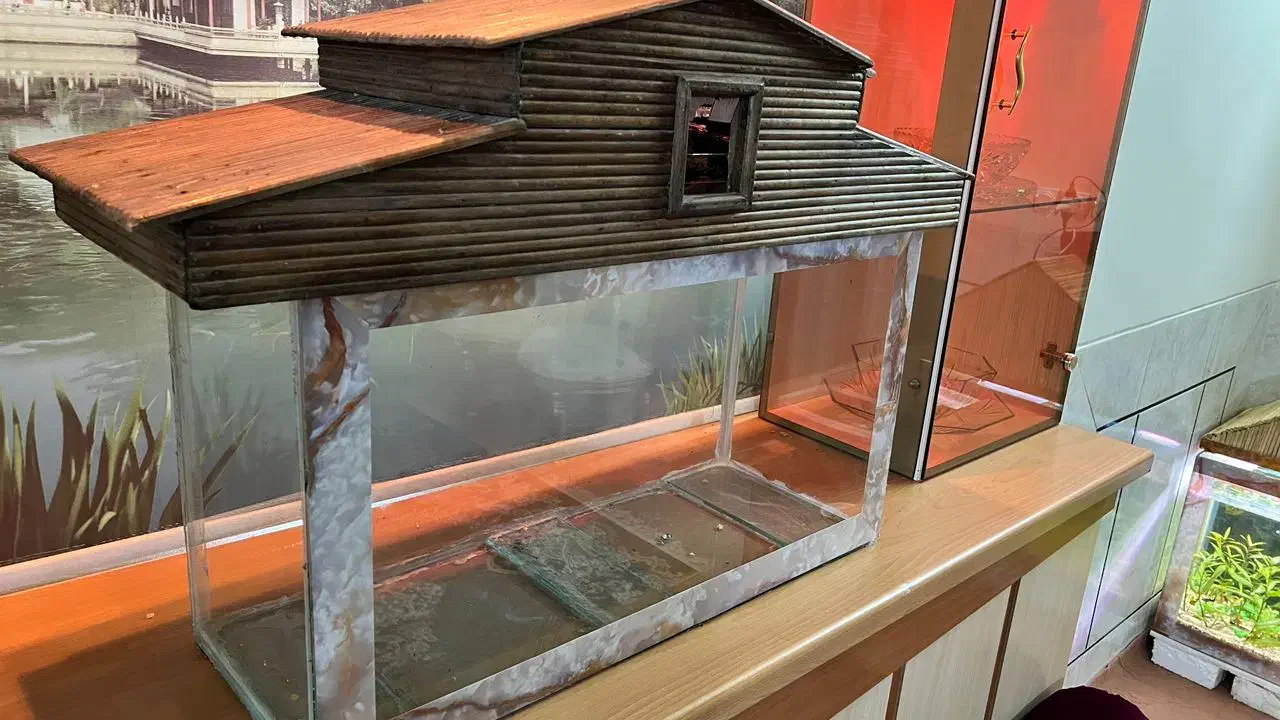 یک آکواریوم  مناسب و زیبا|ماهی|فلاورجان, |دیوار