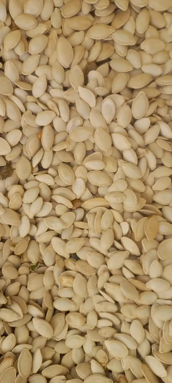 تخم کدو گوشتی|عمده‌فروشی|کلیائی, |دیوار