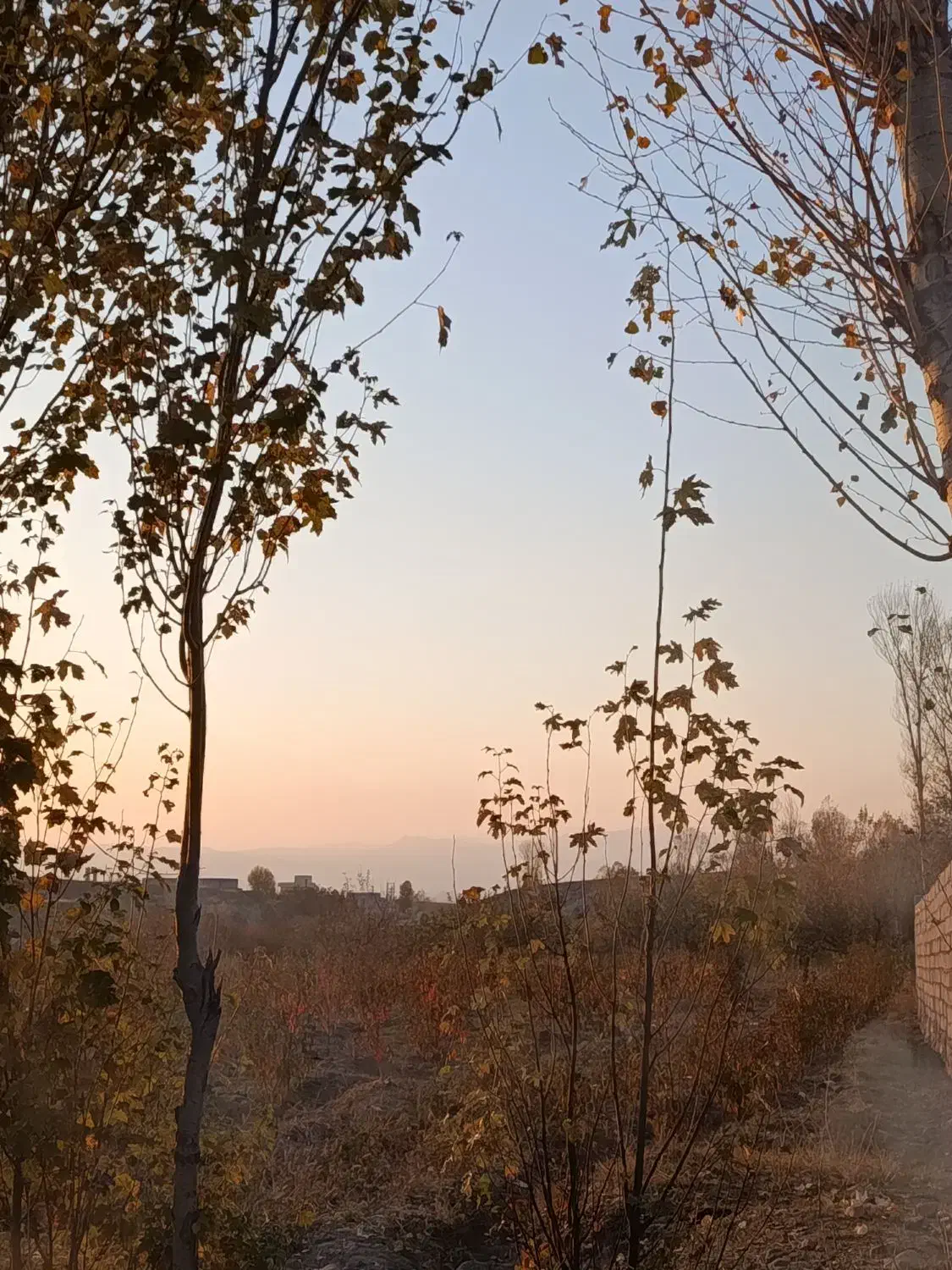 باغ شلیل سه ساله|فروش دفتر صنعتی، کشاورزی، تجاری|مشگین شهر, |دیوار