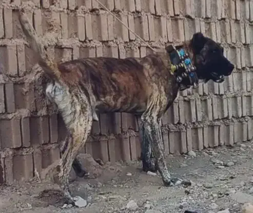 سن دوسال گله ای دهن پاک قد۸۵پرزور|سگ|مشهد, انقلاب|دیوار