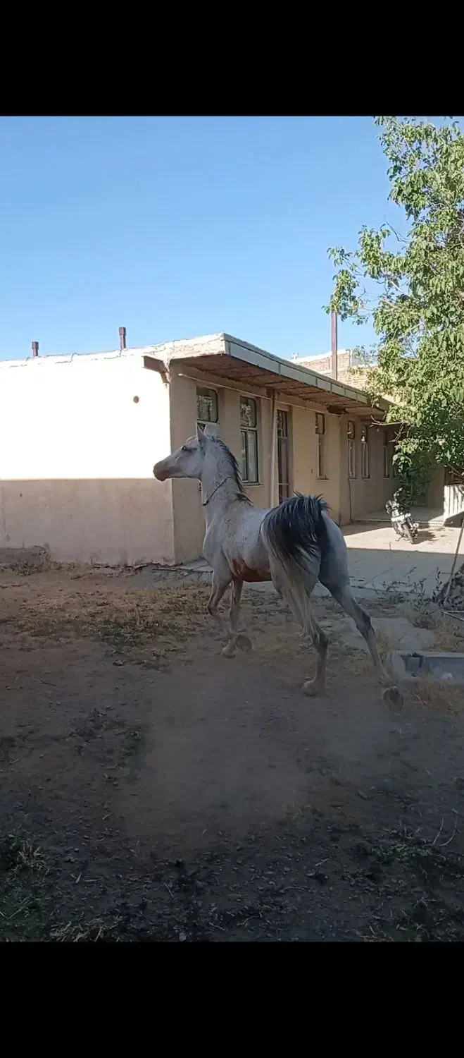 اسب مادیون کرد|اسب و تجهیزات اسبسواری|بروجرد, |دیوار