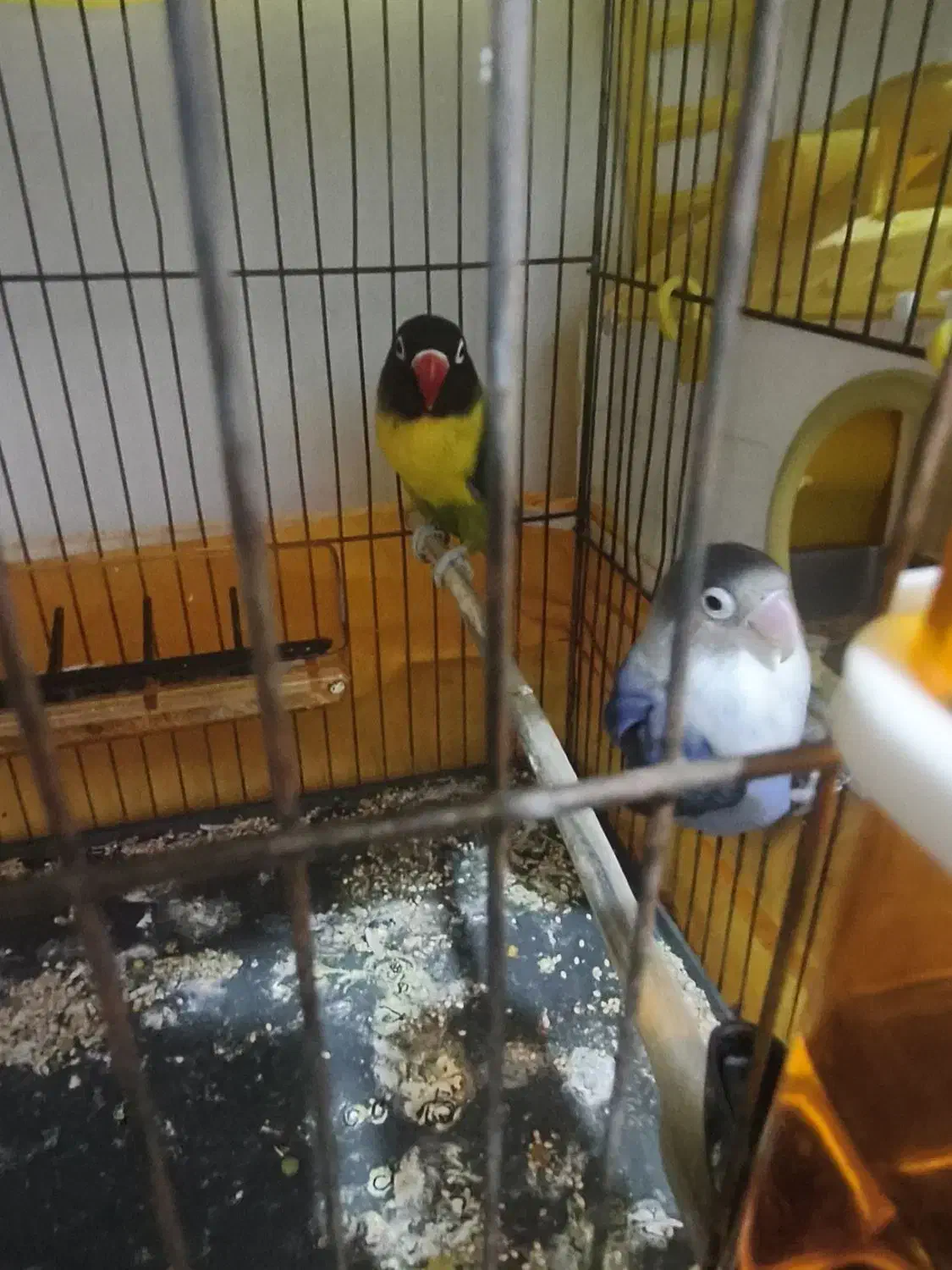 طوطی برزیلی مولد و یک ماده تک|پرنده|فردیس, فرامرزیه|دیوار