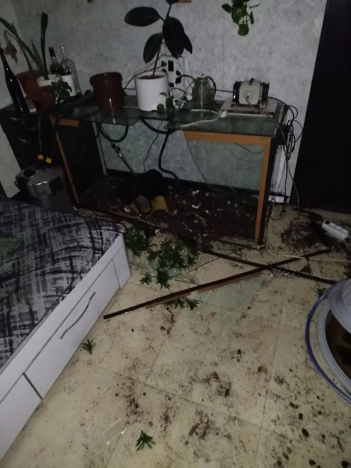 ماهی مانستر|ماهی|شیراز, سلطان آباد|دیوار