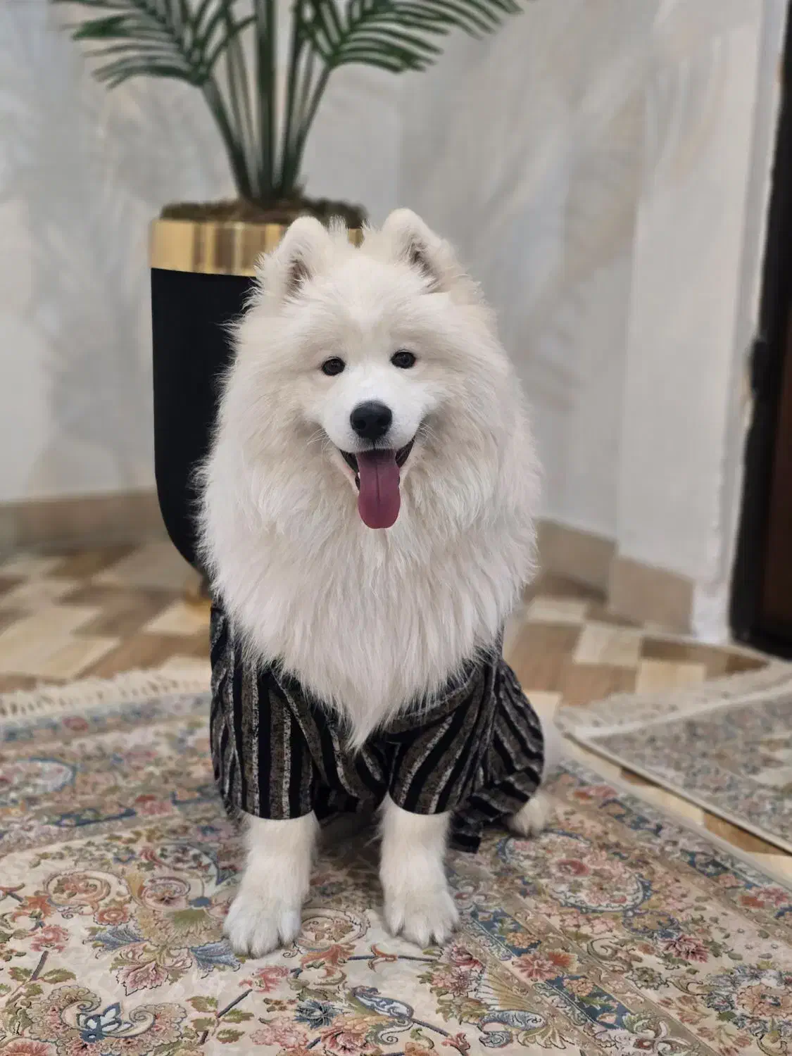 سگ سامویید|سگ|بروجرد, |دیوار