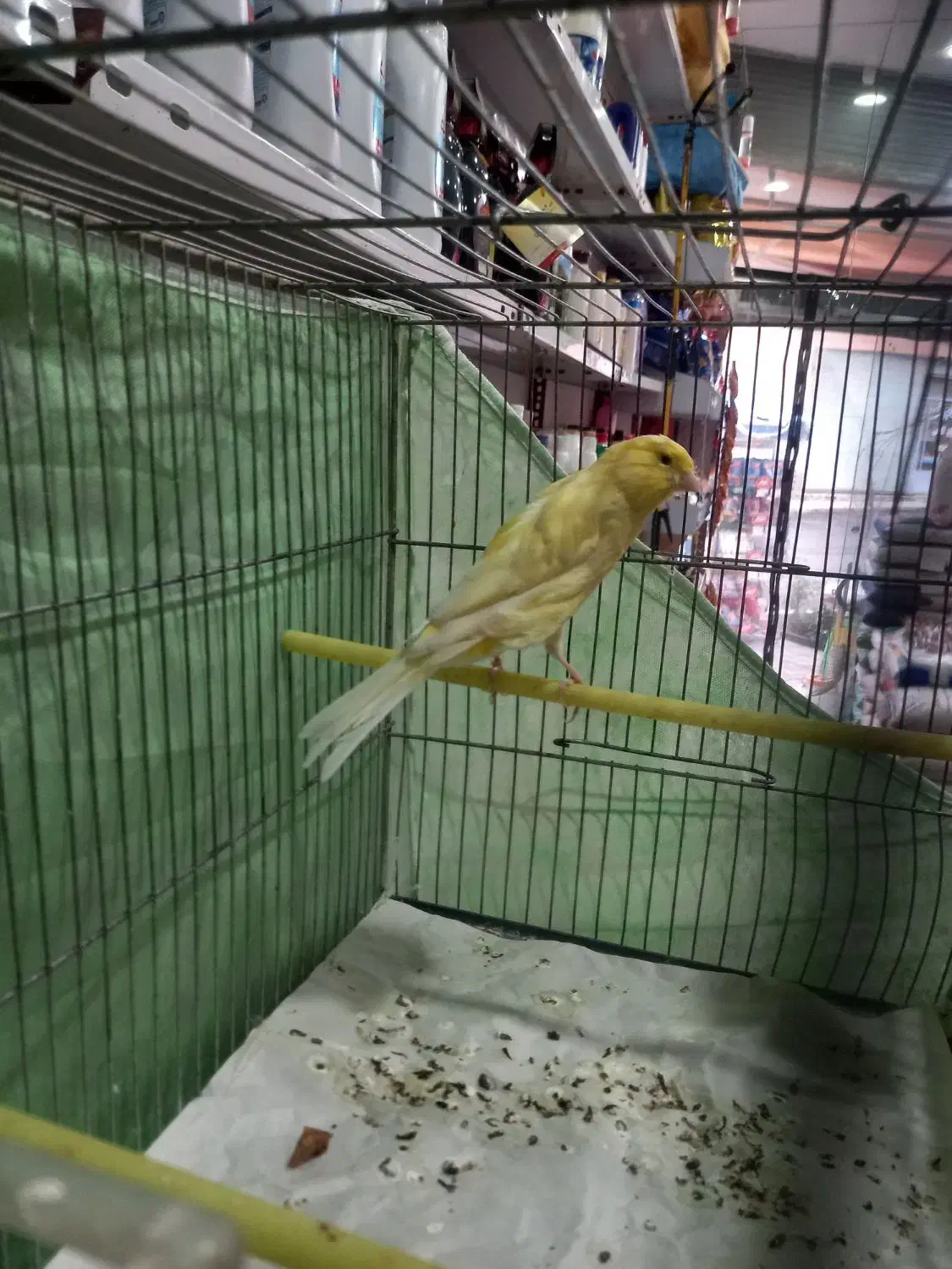 قناری سوپر نر بلند کشیده درشت|پرنده|خرمدره, |دیوار