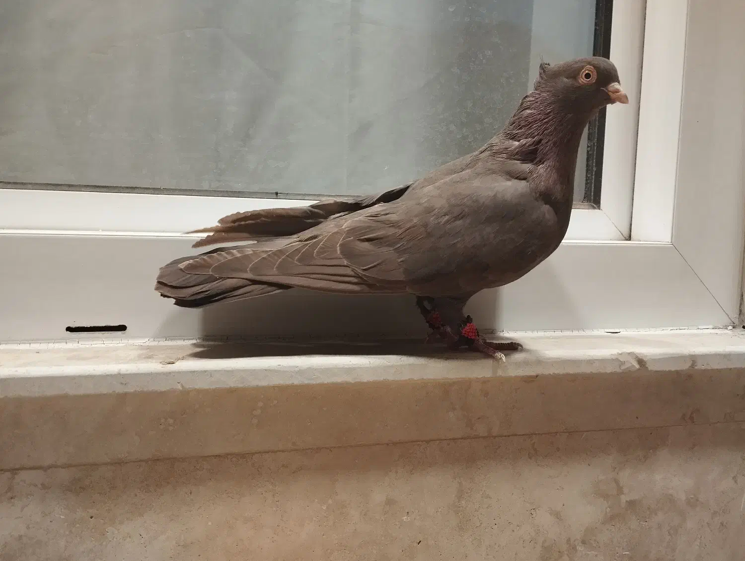 کبوتر چشم و نوک سفید|پرنده|میاندوآب, |دیوار