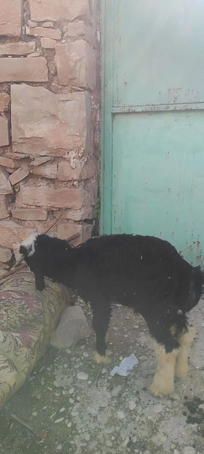 بز وبره|حیوانات مزرعه|مسجد سلیمان, |دیوار