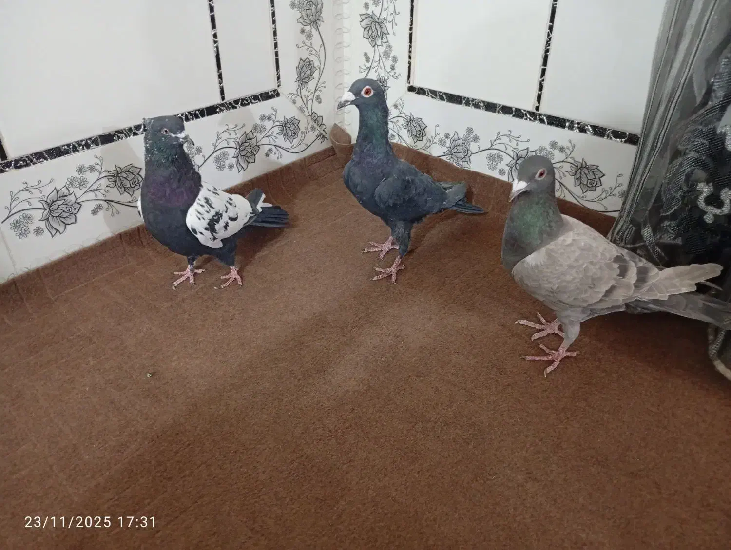 کبوتر|پرنده|زابل, |دیوار